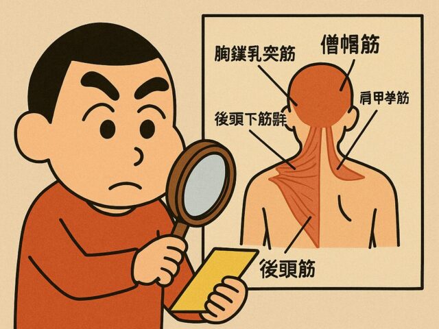 首の痛みに関係のある筋肉は？